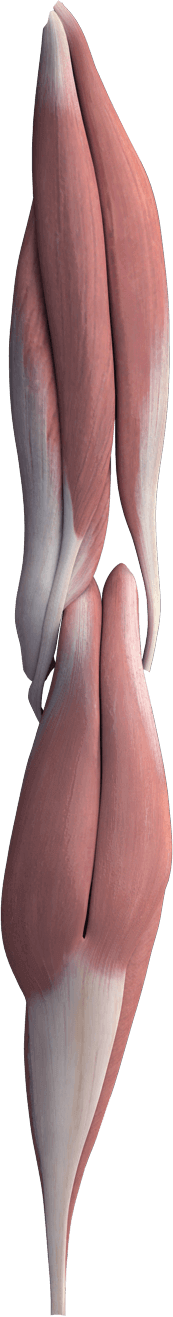 Torcel Leg Upper Cervical Wellness Center